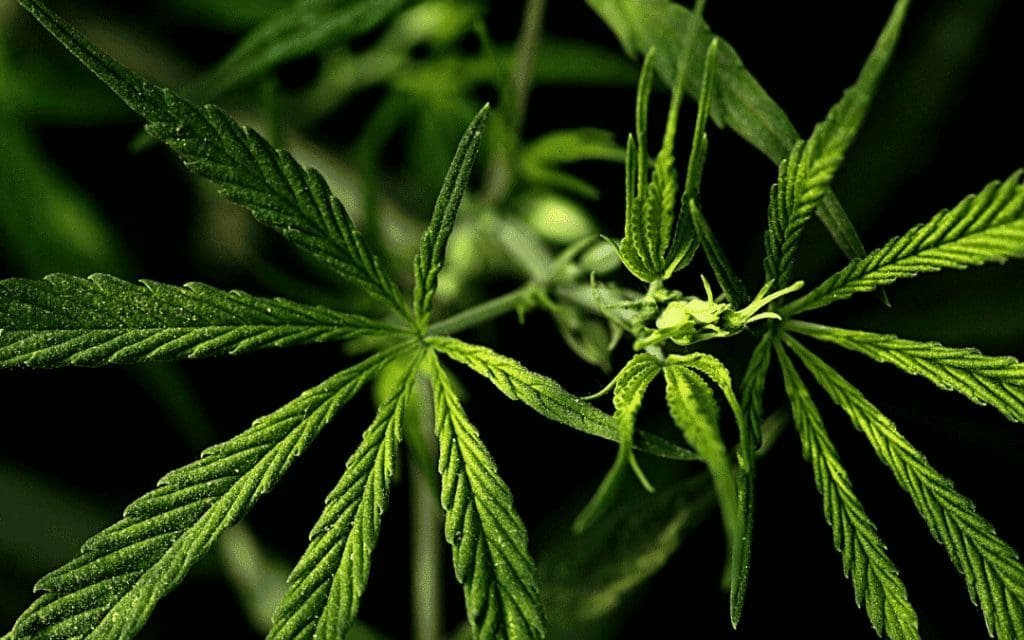 Cannabis - hva er det og kan man bli avhengig? 18 Sexavhengighet