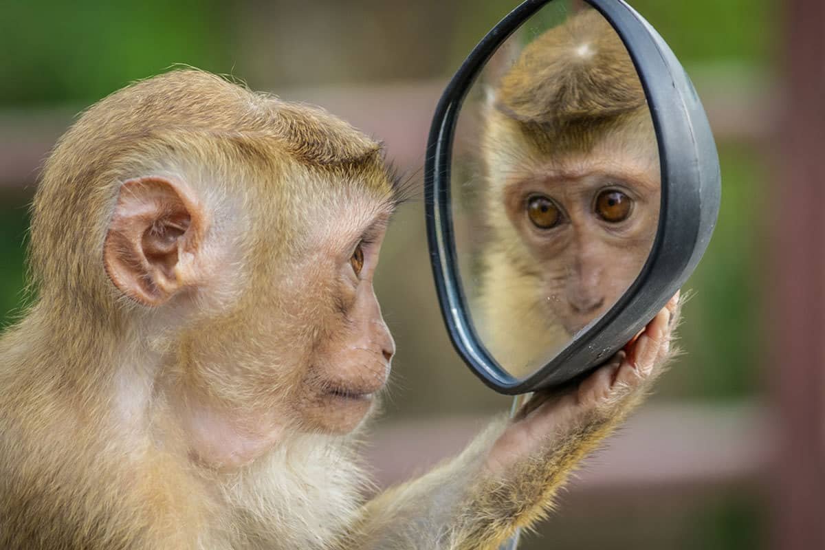 Hva er en narsissist? Definisjon og narsissistiske trekk 15 What is a narcissist? Definition and narcissistic traits | the therapy guard